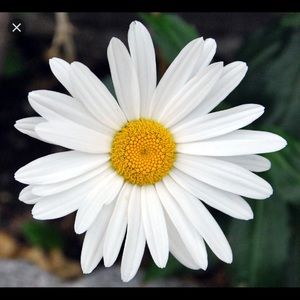 Meet your Posher, Alena